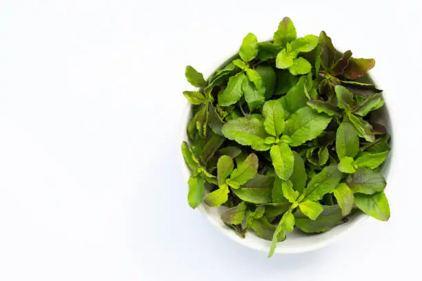 Fresh holy basil leaves in white bowl on white background. Copy space