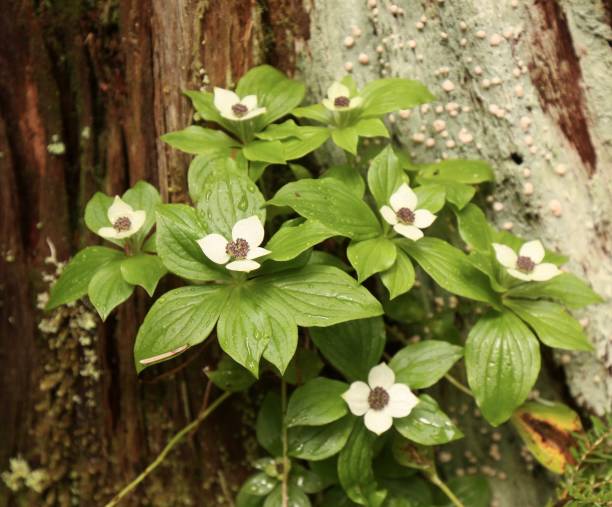 istock Bunchberry Dogwood 1249658550