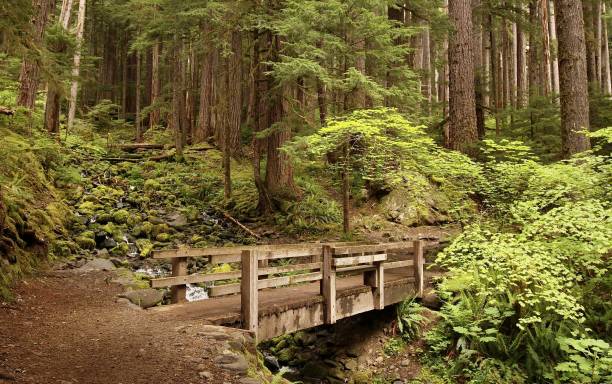 istock Small Bridge Over A Trail In The Sol Duc Valley 1249658639
