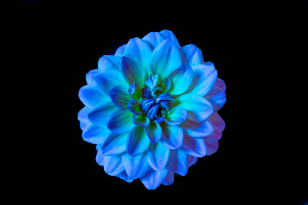 istock blue and purple dahlia head centered on a black background 1249660647