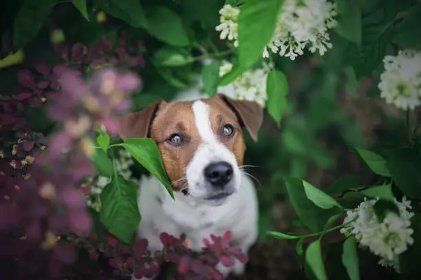 jack russel terrier dog outdoor