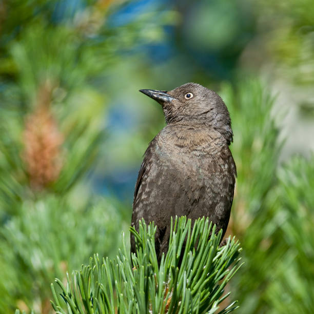 istock Female Brewer's Blackbird 1249667437