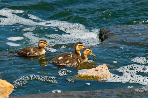 The Mallard Duck (Anas platyrhynchos) may be one of the most abundant ducks in the world. It frequents marshes, wooded swamps, grain fields, ponds, rivers, lakes and bays. The mallard may be found in any kind of aquatic habitat, but favors fresh water. Its diet is omnivorous. The mallard forages in water by dabbling, submerging head and neck, up-ending. On land it grazes, plucking seeds and grubbing for roots. The mallard duckling is fuzzy and mostly light brown. It swims rapidly in the water while following its mother. These mallard ducklings were photographed while swimming at Walnut Canyon Lakes in Flagstaff, Arizona, USA.