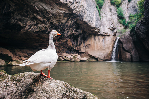 Duck standing near a beautiful waterfall and looks forward