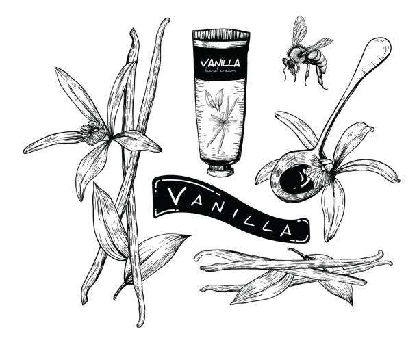 honig-vanille-set - vanille stock-grafiken, -clipart, -cartoons und -symbole