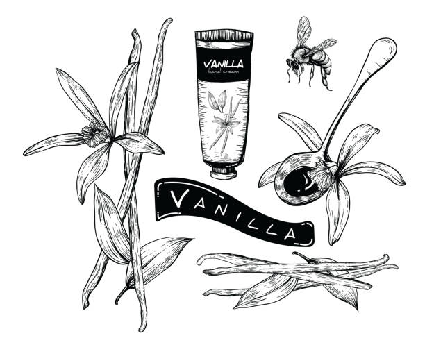 ilustraciones, imágenes clip art, dibujos animados e iconos de stock de conjunto de vainilla de miel - vanilla