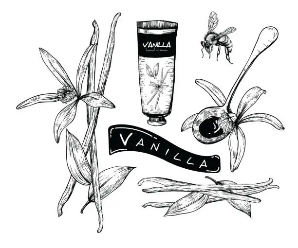 Vector illustration of Honey Vanilla set