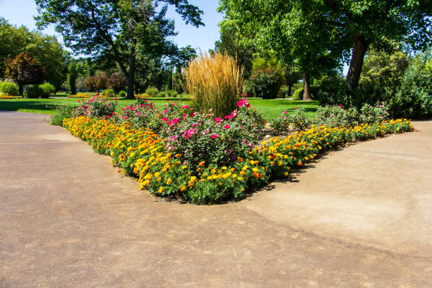 растения в общественном парке - idaho boise summer flower стоковые фото и изображения