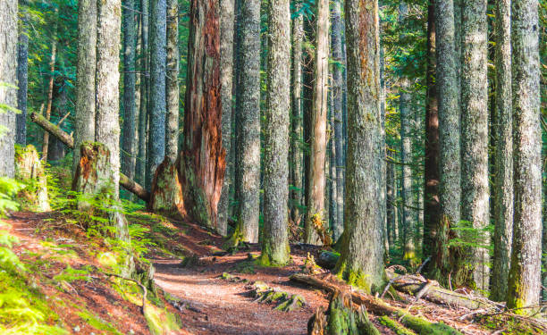 istock trail in the forest on sunny day. 1249672617