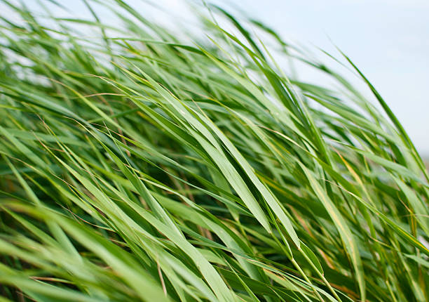 the wind in green reed stock photo