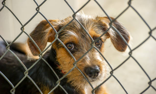 istock Dog Rescue Shelter Animal 1249676431