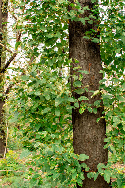 istock Australian bushfires aftermath: eucalyptus trees recovering after severe fire damage. Eucalyptus can survive and re-sprout from buds under their bark or from a lignotuber at the base of the tree. 1249676511