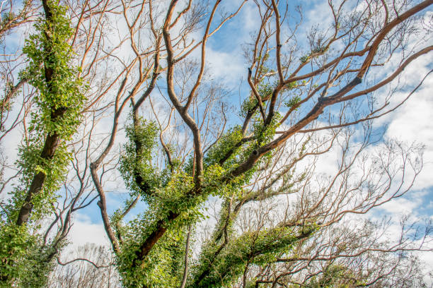 Australian bushfires aftermath: eucalyptus tree 6 months after severe fire damage. Eucalyptus can survive and re-sprout from buds under their bark or from a lignotuber at the base of the tree.