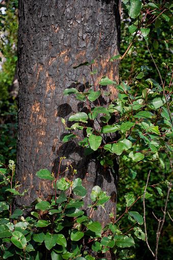 Australian bushfires aftermath: eucalyptus tree 6 months after severe fire damage. Eucalyptus can survive and re-sprout from buds under their bark or from a lignotuber at the base of the tree.