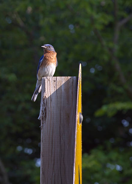 Bluebird perched on sign post stock photo