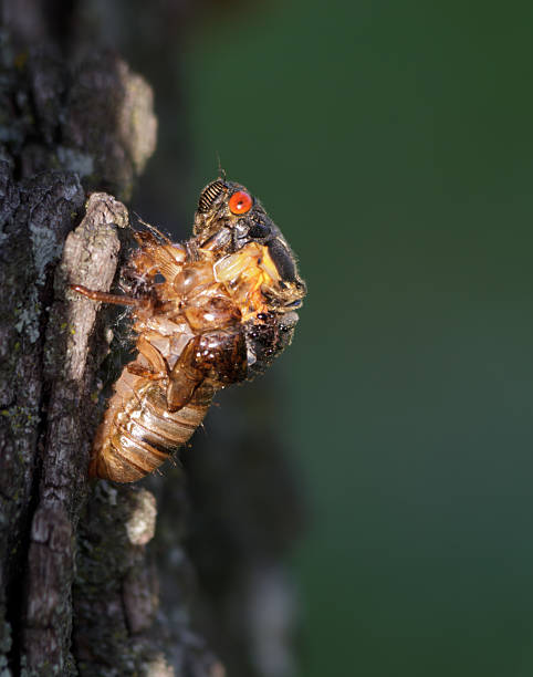 Cicada molting stock photo