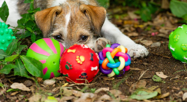 istock Puppy Dog Toys 1249681482