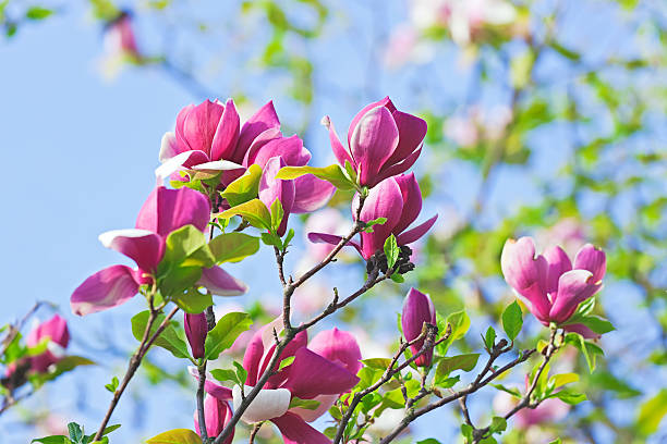 różowy abloom magnolia kwiat w wiosenny poranek - abloom zdjęcia i obrazy z banku zdjęć
