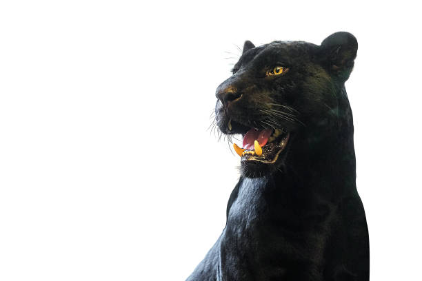 istock Panther taking close-up with a white background 1249682195