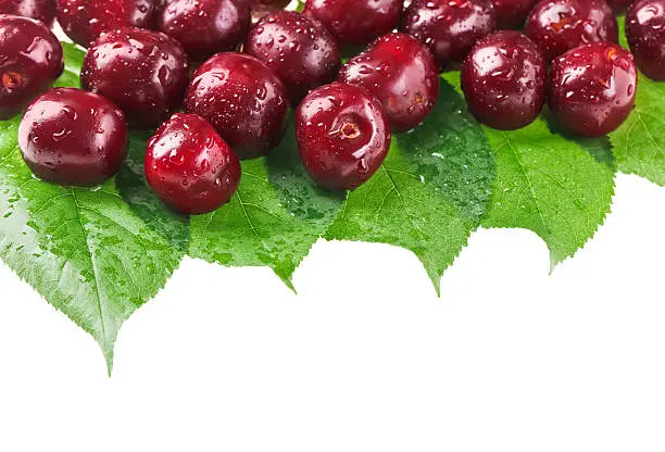 Many red wet cherry fruits (berries) on green leaves, isolated with copy space design ready