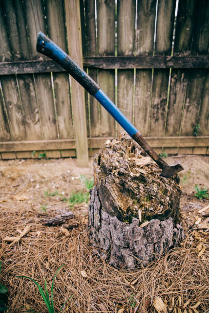 istock a single ax stick in the broken cut trunk of a rotten tree with damage 1249687020