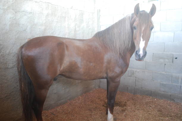 istock Horse from Brazil 1249689972