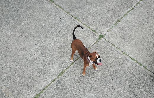 Aerial view of a boxer dog in the park on a concrete floor, taken with a drone