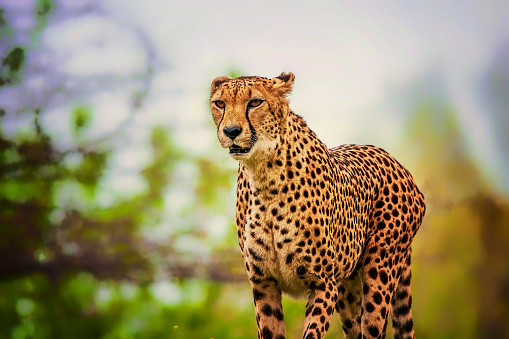 A female leopard staring into the sunset as she walks down the road with her cub