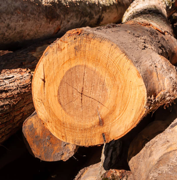 istock Cut, stacked logs in a pile 1249692771