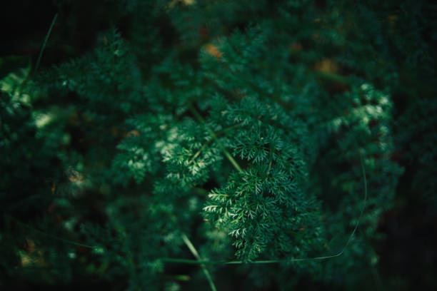 istock Close up of the forest foliage 1249692789