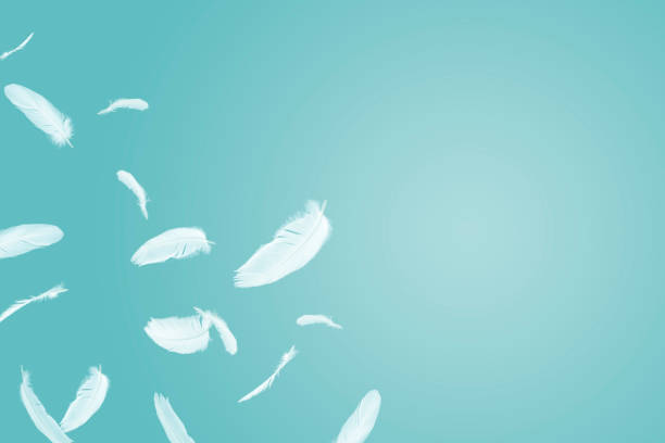 istock White bird feathers floating in the air. Feather abstract background 1249692934