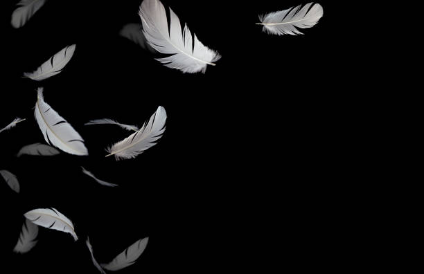 istock A white bird feathers floating in the air, black or dark background, feather abstract background 1249692938