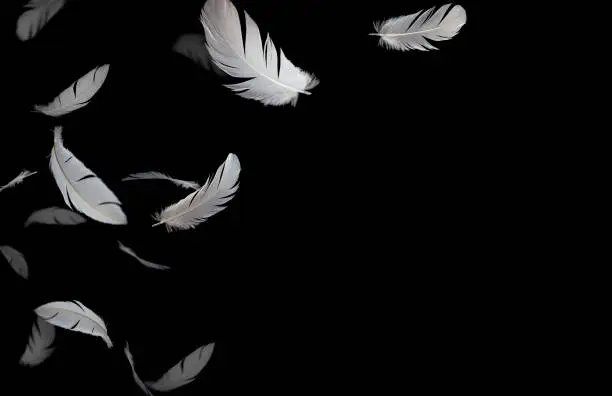 A white bird feathers floating in the air, black or dark background, feather abstract background
