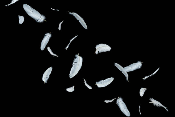 istock A white bird feathers floating in the air, black or dark background, feather abstract background 1249692959