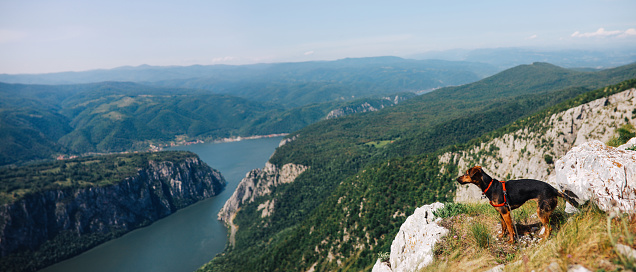 A dog standing on the edge of a cliff overlooking the Iron Gates gorge on the river Danube.