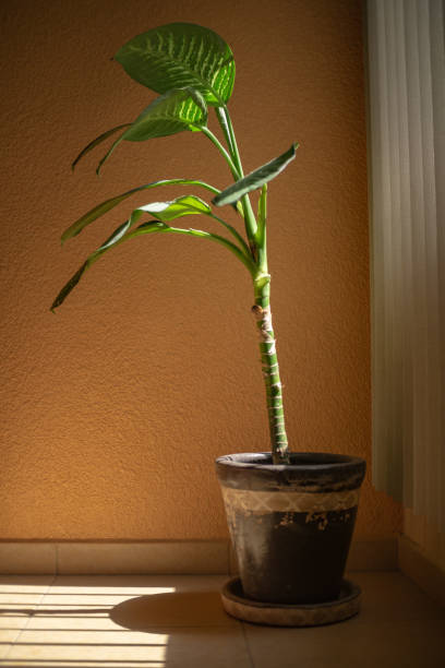 istock medium size silver basking in the sun coming from the window 1249694888