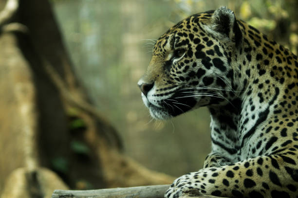 istock jaguar resting in the shade of a tree 1249694940