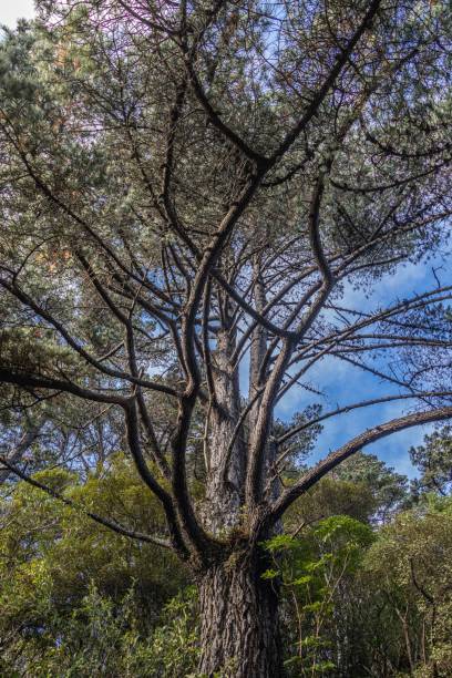 istock Pine tree in amongst native trees, New Zealand 1249696346