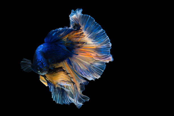 istock Betta fish with clipping path, Siamese fighting fish isolated on black background 1249697036