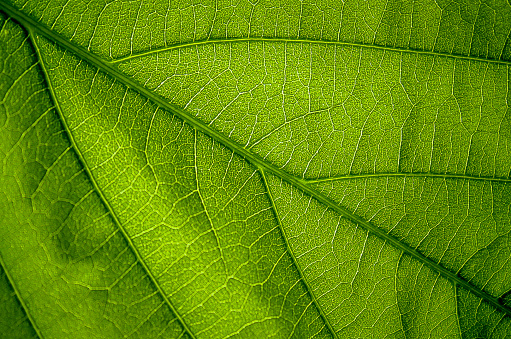 Close-up nature green leaf texture background with light in the back.