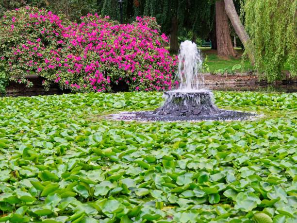 istock Pond with water lily pods 1249697325