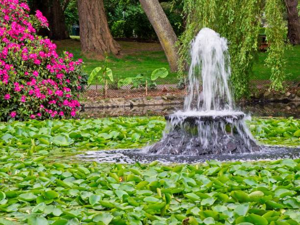 istock Pond with water lily pods 1249697327