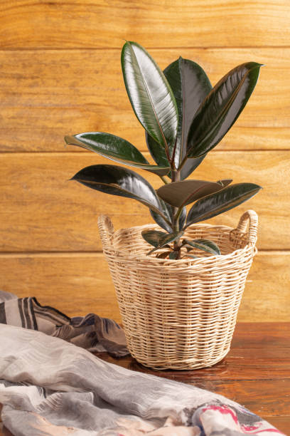 Indian Rubber plant in basket on wooden table.