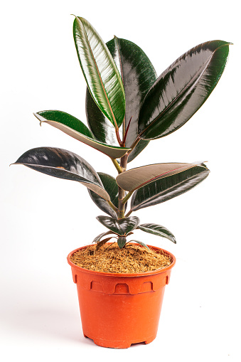 Ficus elastica (Indian Rubber plant) in light brown pot isolated on white background.