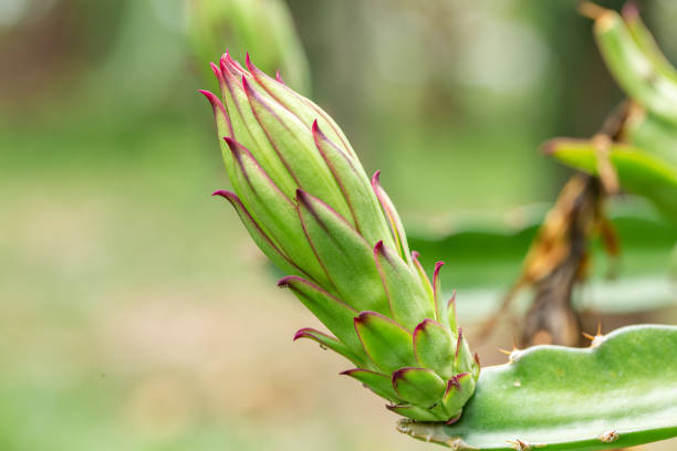istock dragon fruit bud on a tree in garden. 1249697351