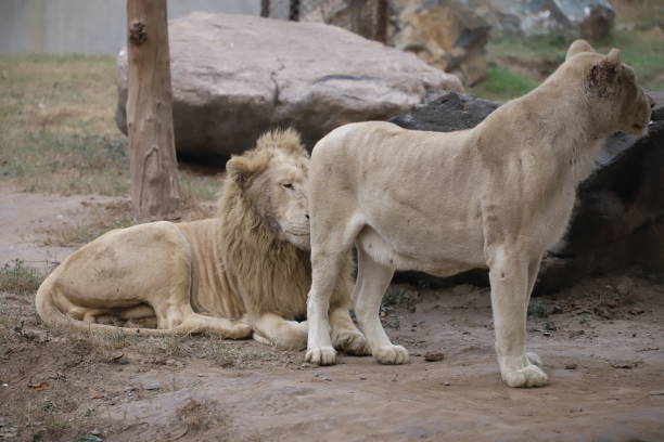 istock Lion and lioness in captivity 1249698487