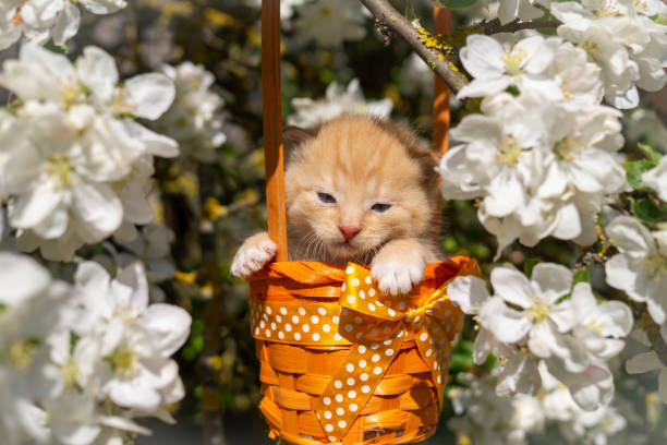 Little ginger kitten in a gift basket with orange ribbon with white polka dots outdoors in a spring garden amongst white flowers