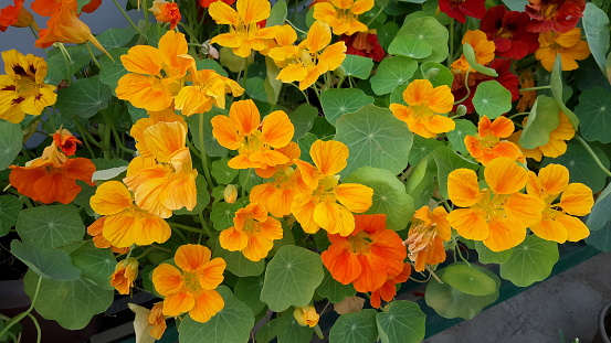 Cosmos sulphureus in close up from below.