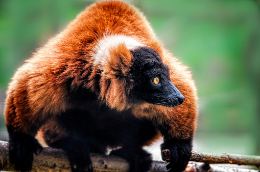 Red Ruffed Lemur (Varecia rubra).  Like all lemurs, it is native to Madagascar. It occurs only in the rainforests of Masoala, in the northeast of the island.