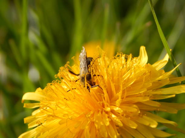 istock Pictures of flowering plants in spring 1249702006